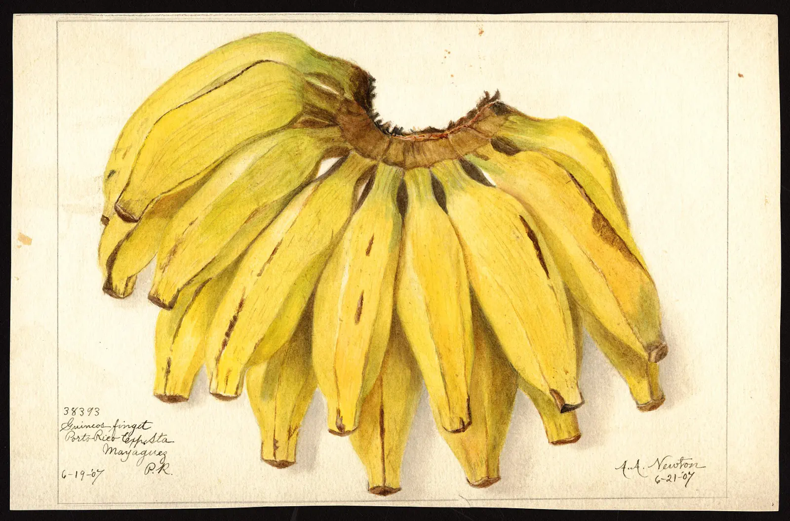 Watercolour of a bunch of bananas painted in Puerto Rico, 1907