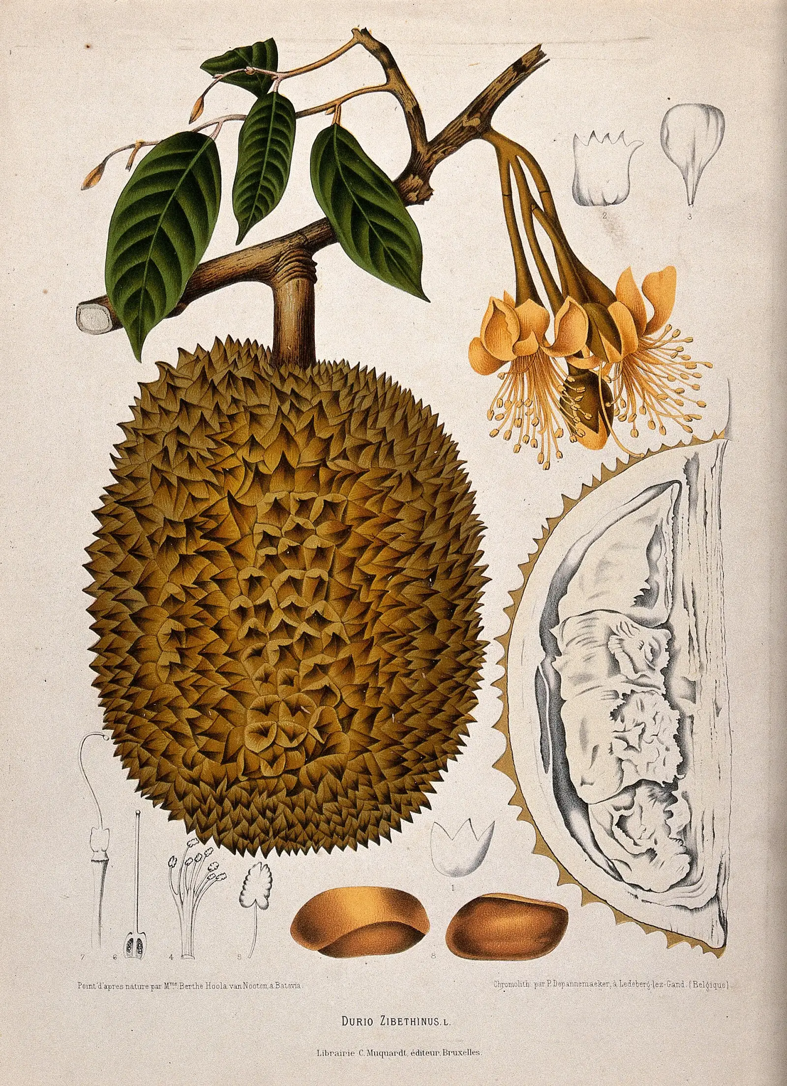 Chromolithograph of a flowering and fruiting durian branch, circa 1885