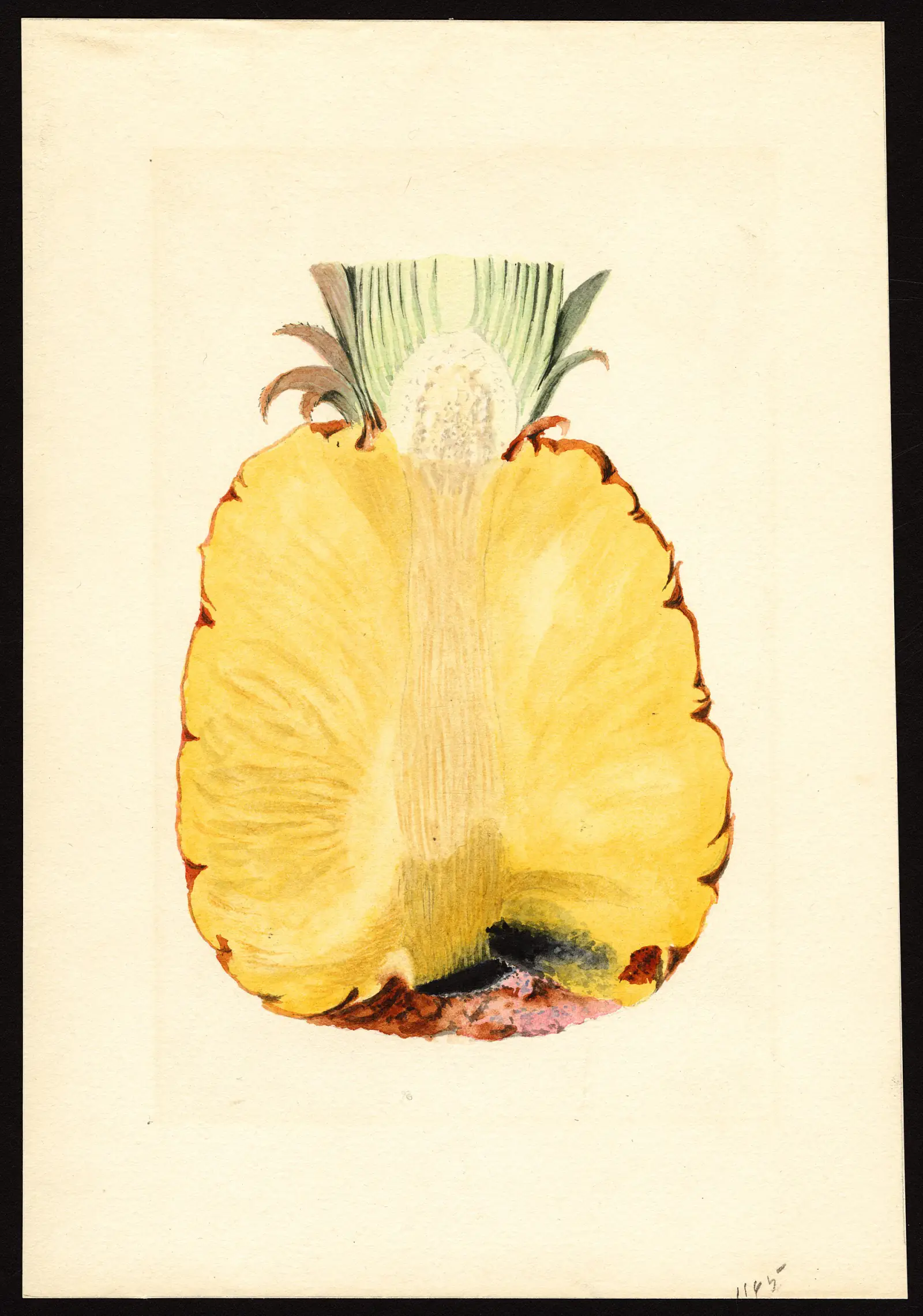 Watercolour of Ananas comosus by James Marion Shull, 1900s