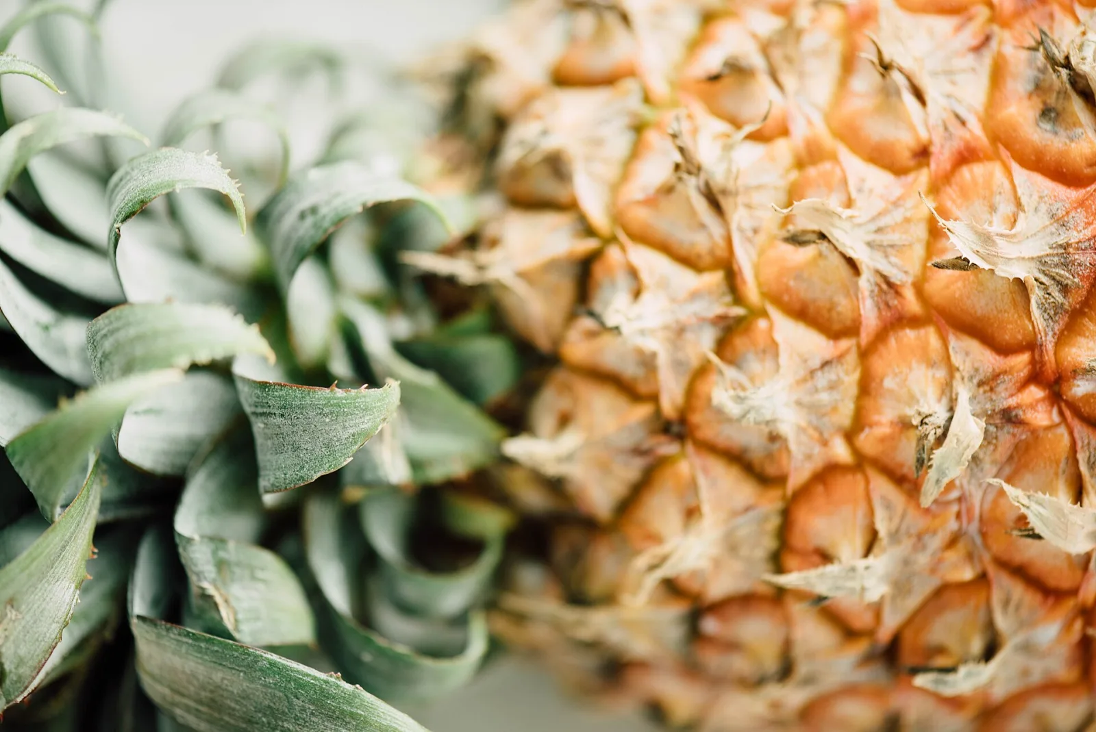 Macro photograph of the side and crown of a pineapple
