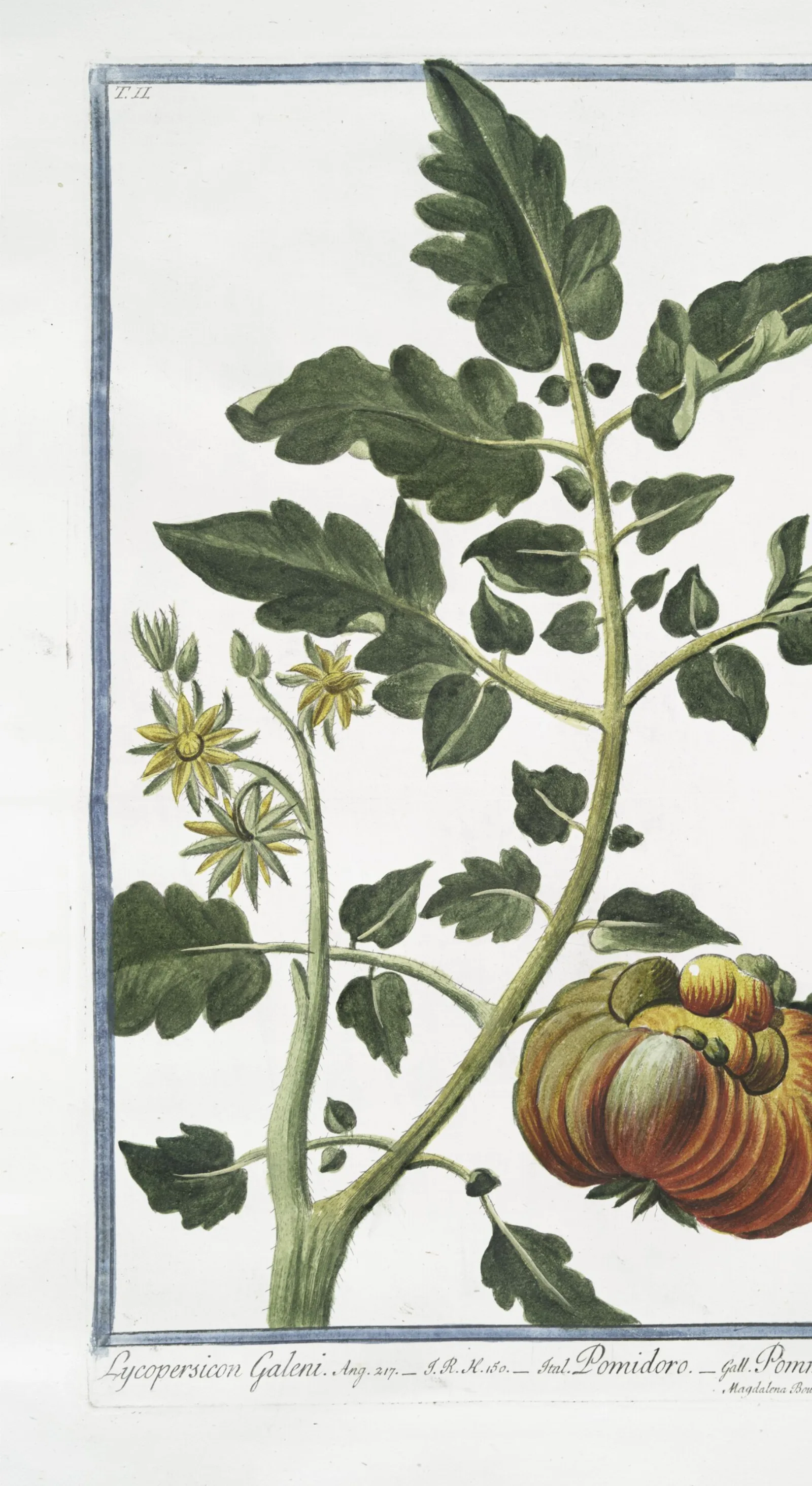 Hand-coloured 18th-century engraving of a tomato plant
