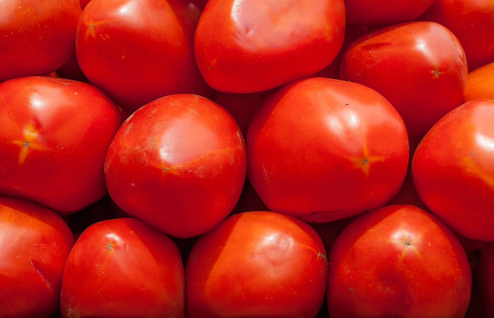 Macro photograph of ripe red tomatoes